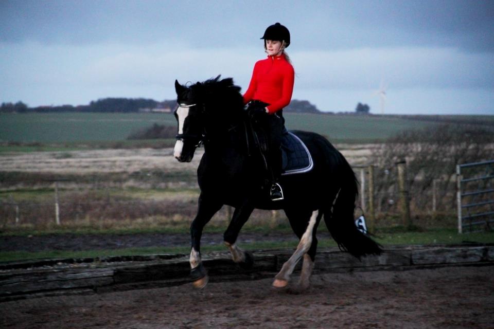 Welsh Cob (sec D) Dynamite Joy billede 4