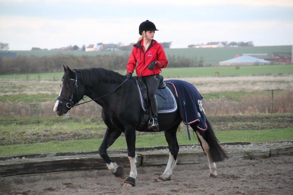 Welsh Cob (sec D) Dynamite Joy billede 9