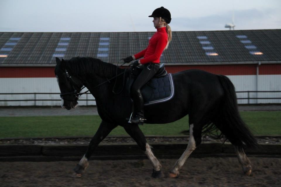Welsh Cob (sec D) Dynamite Joy billede 10