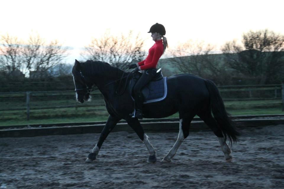 Welsh Cob (sec D) Dynamite Joy billede 11