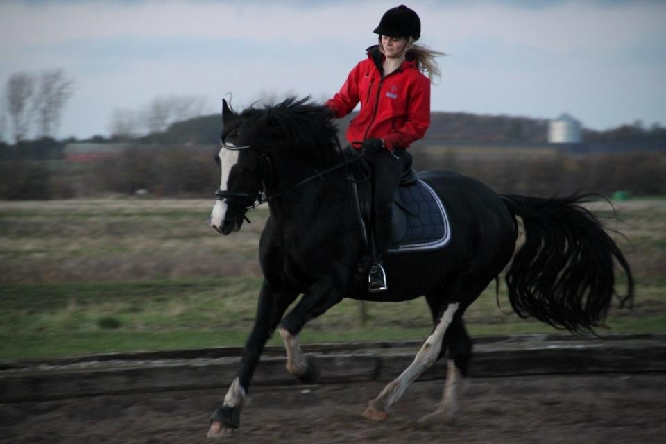 Welsh Cob (sec D) Dynamite Joy billede 12