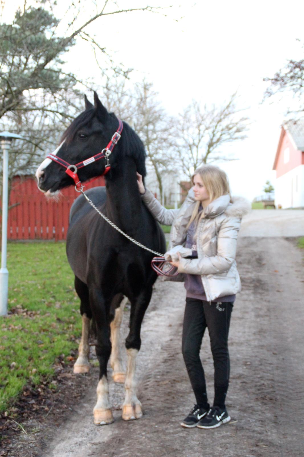 Welsh Cob (sec D) Dynamite Joy billede 5