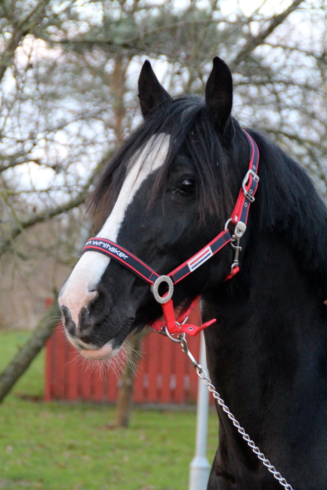 Welsh Cob (sec D) Dynamite Joy billede 13