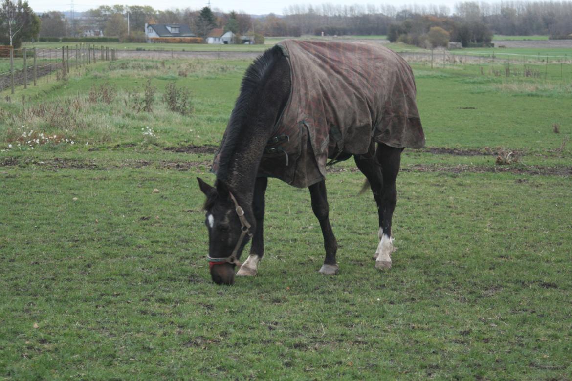 Anden særlig race Thunder Fairy [Tidl lån][Himmel hest] billede 14