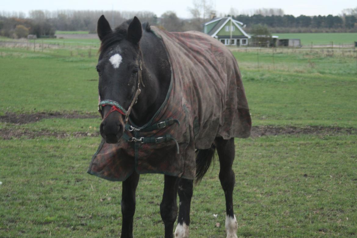 Anden særlig race Thunder Fairy [Tidl lån][Himmel hest] billede 13