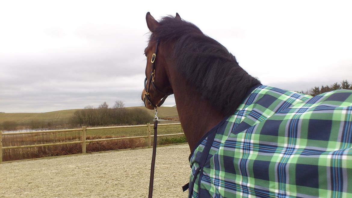 Dansk Varmblod DM's Cancan billede 13