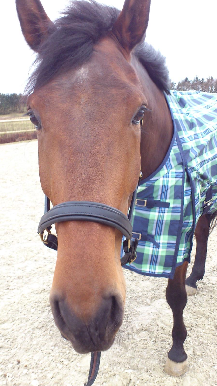 Dansk Varmblod DM's Cancan billede 14