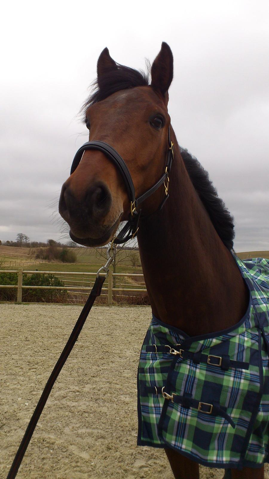 Dansk Varmblod DM's Cancan billede 15