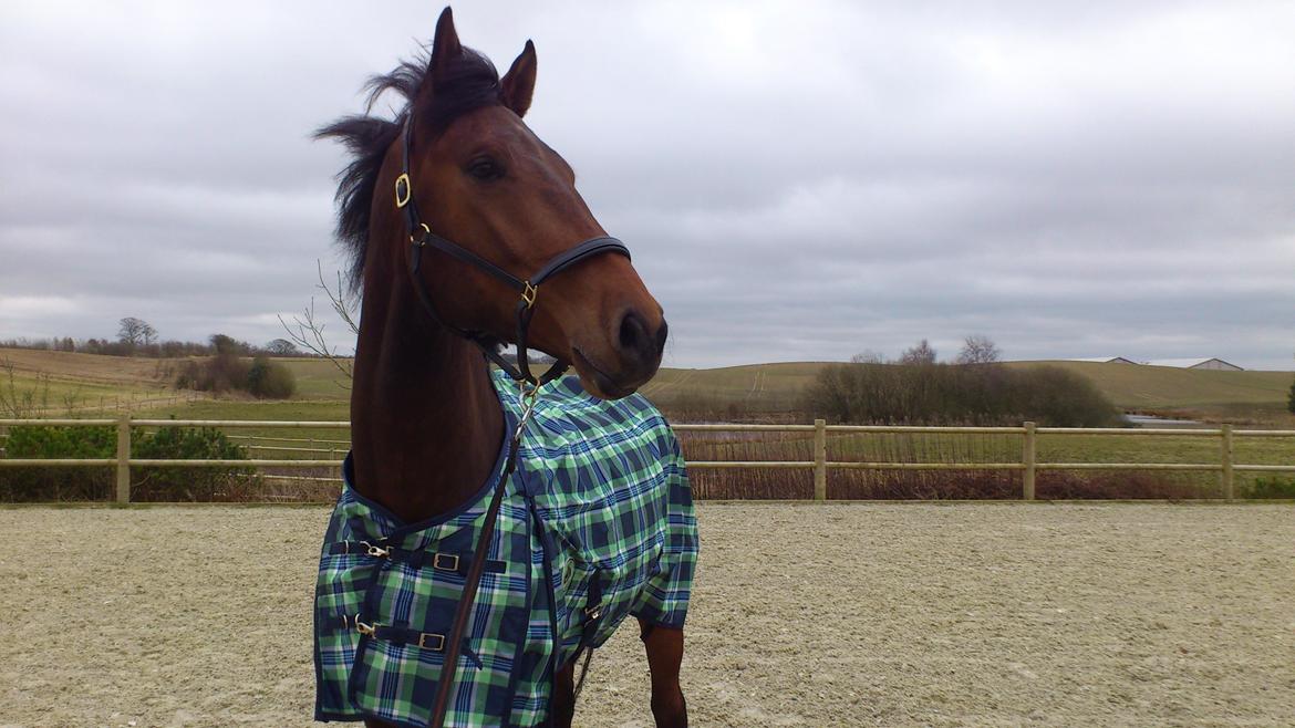 Dansk Varmblod DM's Cancan billede 16