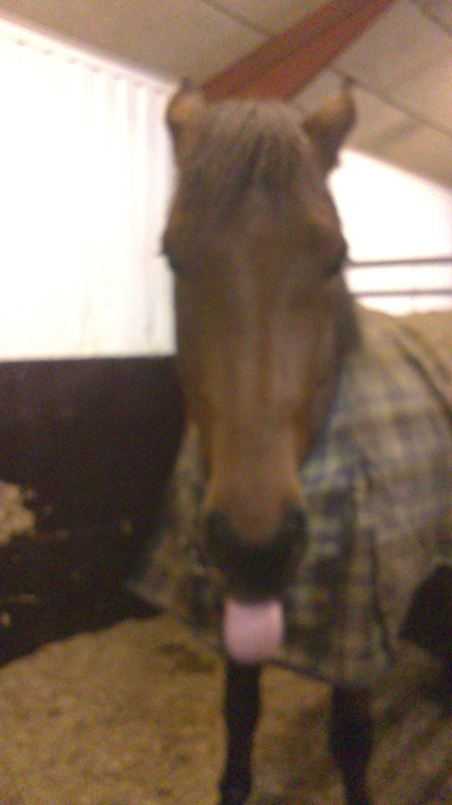 Dansk Varmblod DM's Cancan billede 17