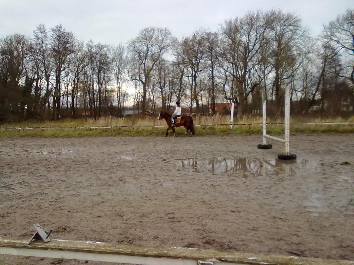 Anden særlig race Luna billede 4