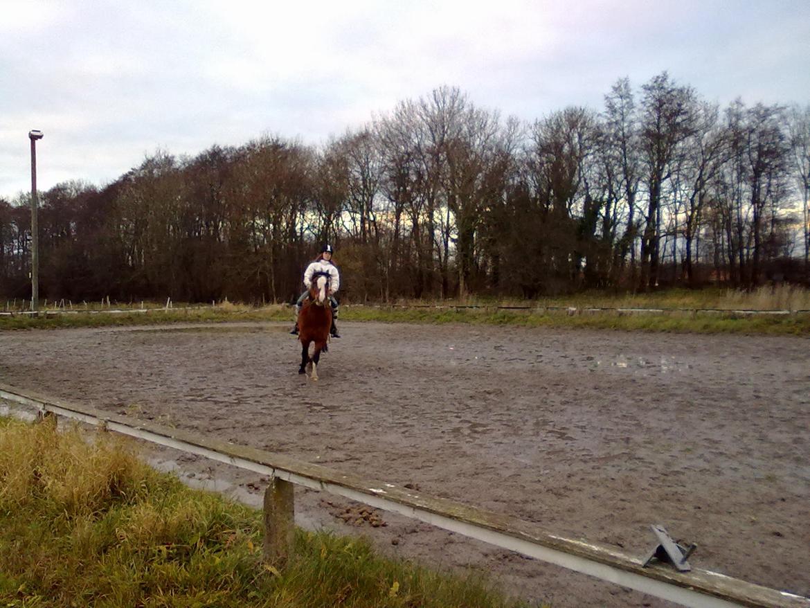 Anden særlig race Luna billede 5