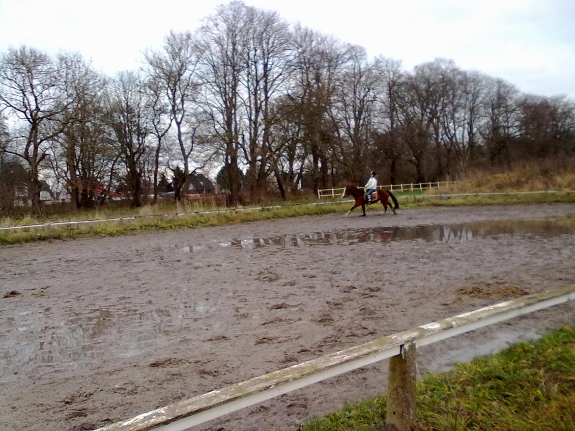 Anden særlig race Luna billede 6
