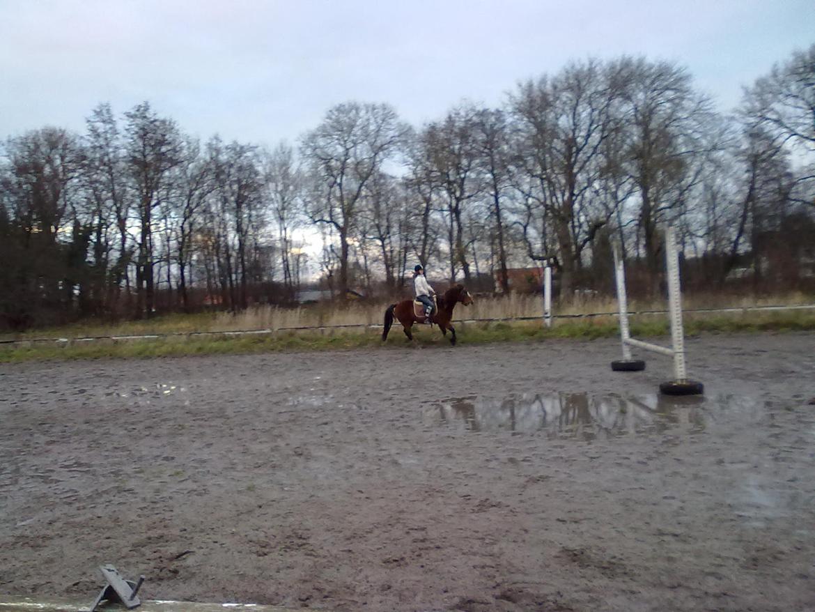 Anden særlig race Luna billede 7