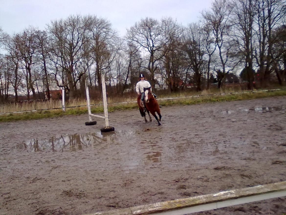 Anden særlig race Luna billede 8