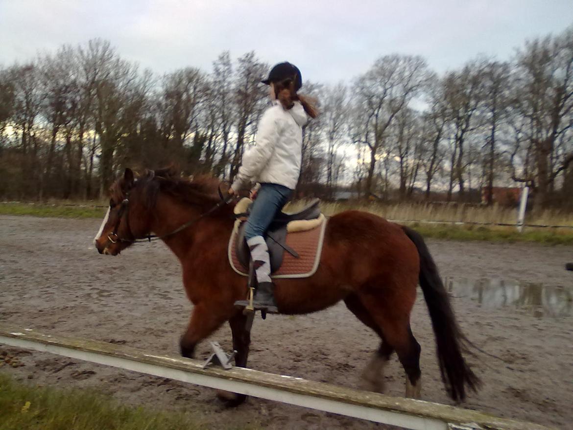 Anden særlig race Luna billede 9