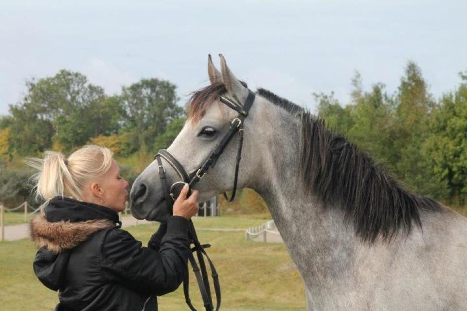 Arabisk fuldblod (OX) Cado´s Dakoda Ox 4338 R.I.P  - Hedelandsridt 2012, sammen med min dejlige mor. billede 19