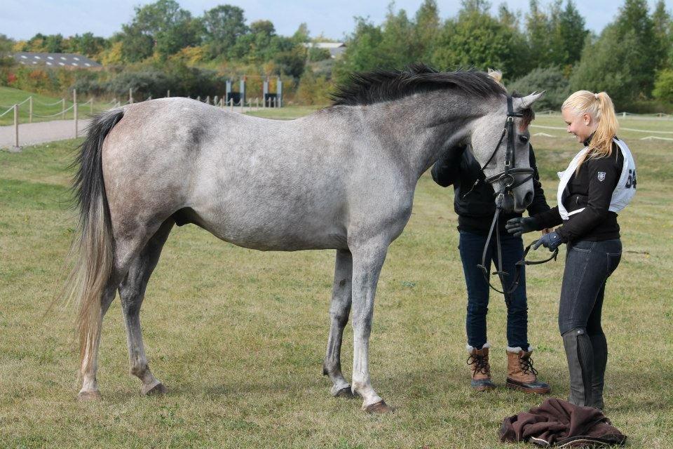 Arabisk fuldblod (OX) Cado´s Dakoda Ox 4338 R.I.P  - Hedelandsridt 2012, inden start. billede 20