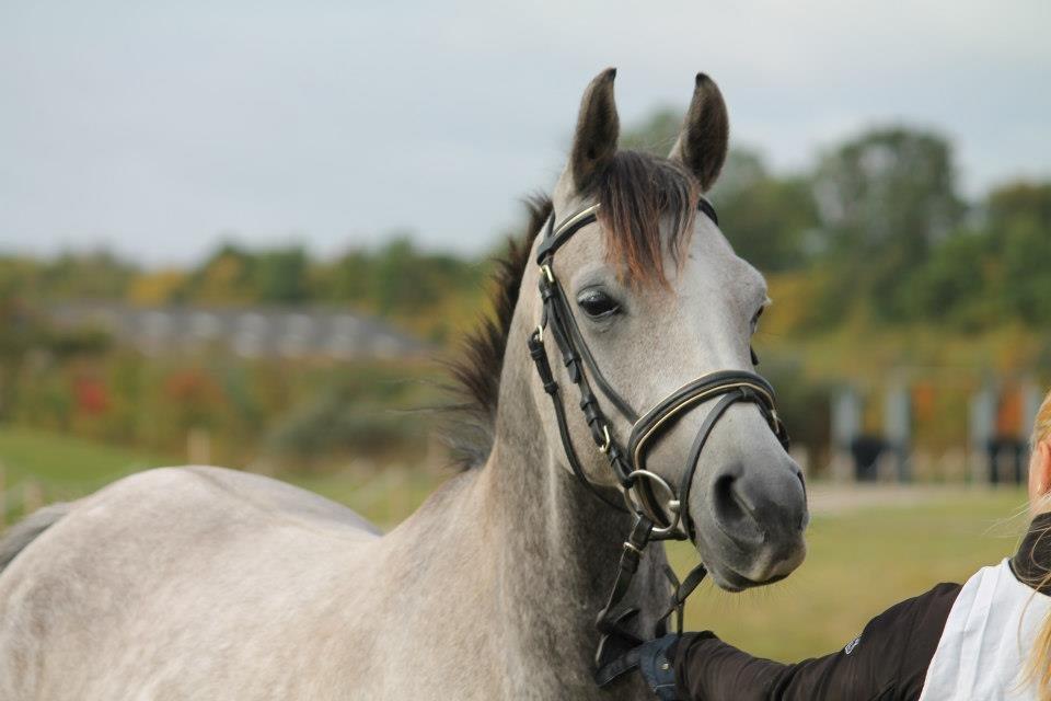 Arabisk fuldblod (OX) Cado´s Dakoda Ox 4338 R.I.P  - hedelandsridt 2012, den smukkeste bandit i verden. <3 billede 1