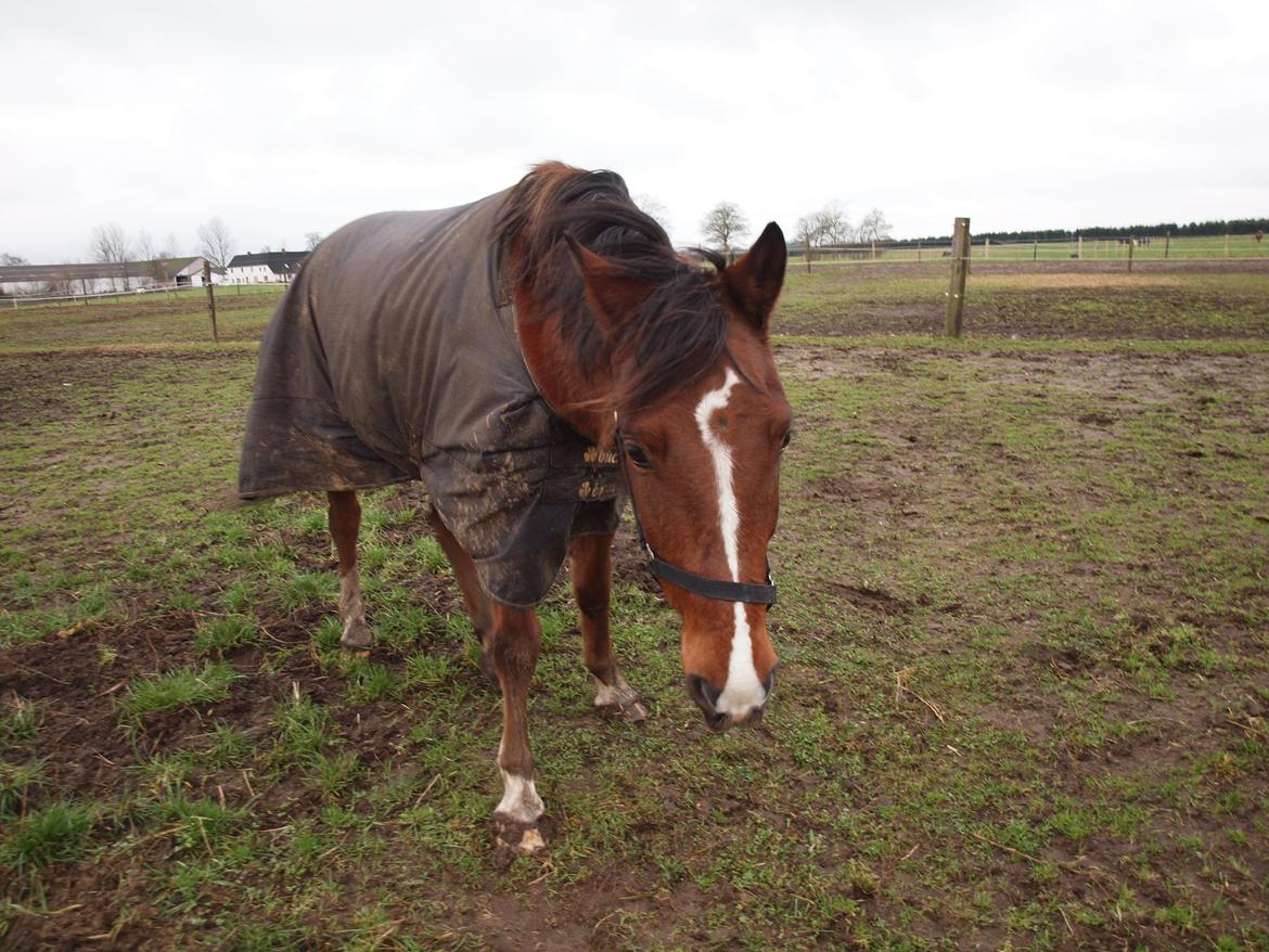 New Forest Zachos Charlie - Første dag på folden efter jeg havde fået ham hjem :) 2012 billede 1