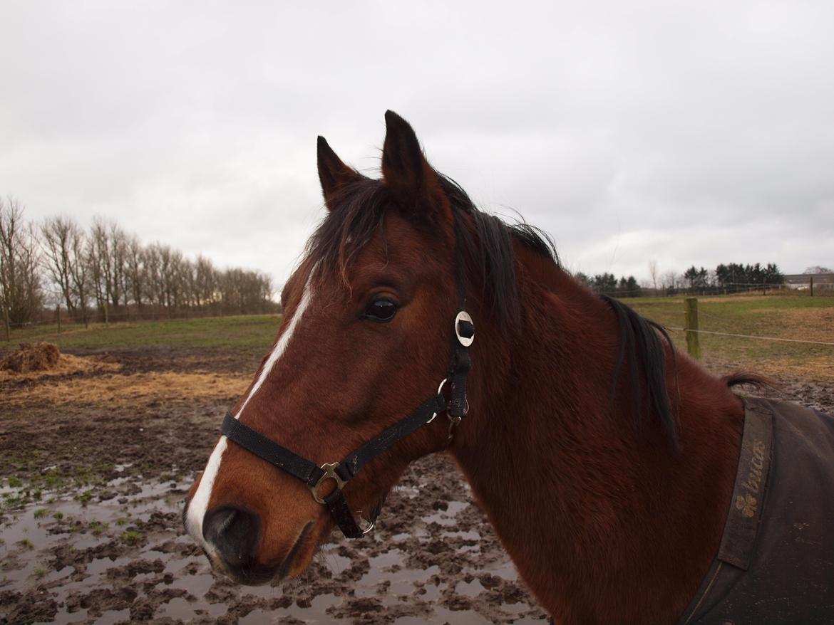 New Forest Zachos Charlie - 2012 billede 2