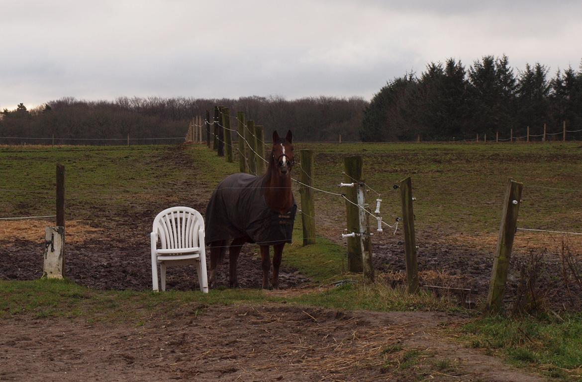New Forest Zachos Charlie - Da jeg gik kaldte han flere gange efter mig som I også kan se på billedet :) 2012 billede 3