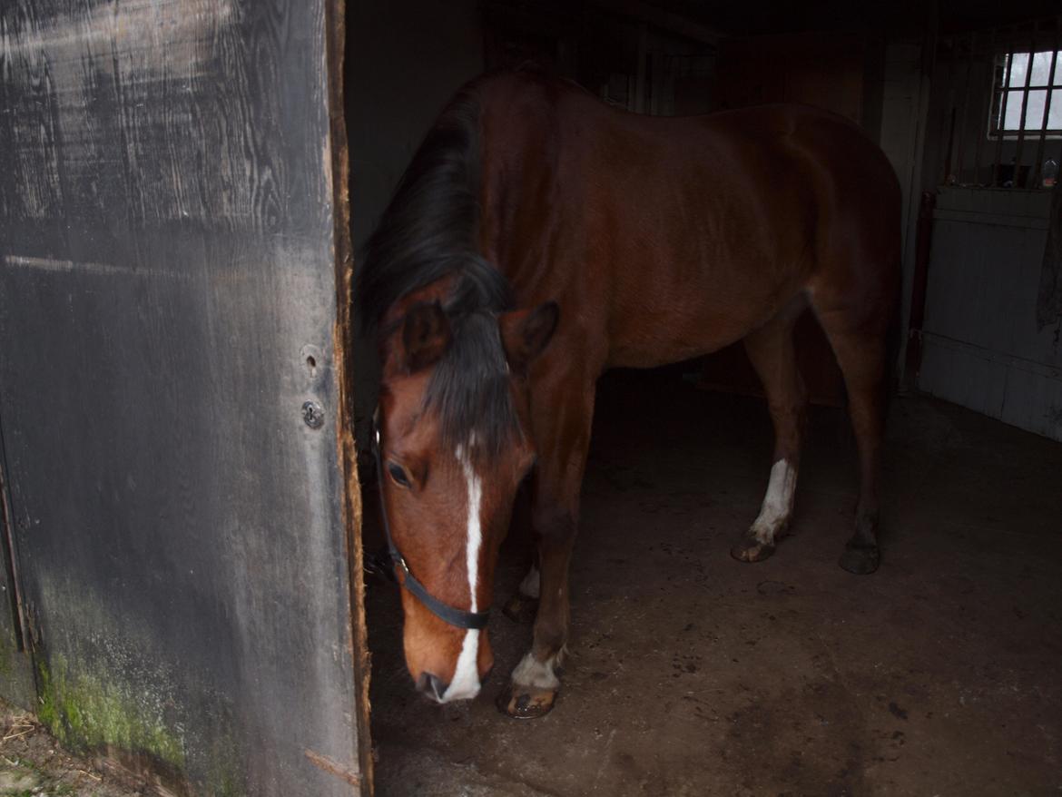 New Forest Zachos Charlie billede 4