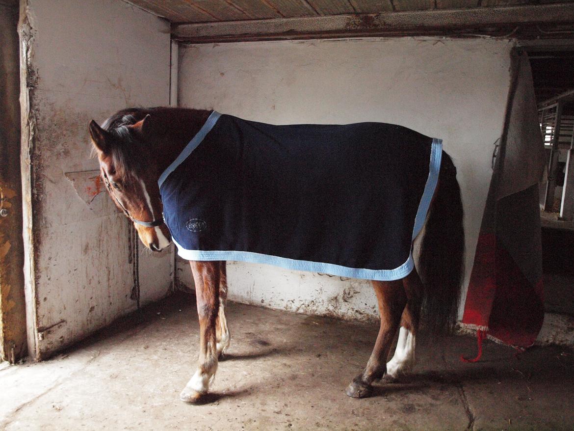 New Forest Zachos Charlie - Øhh mor hvad er det du har giver mig på hehe... billede 5