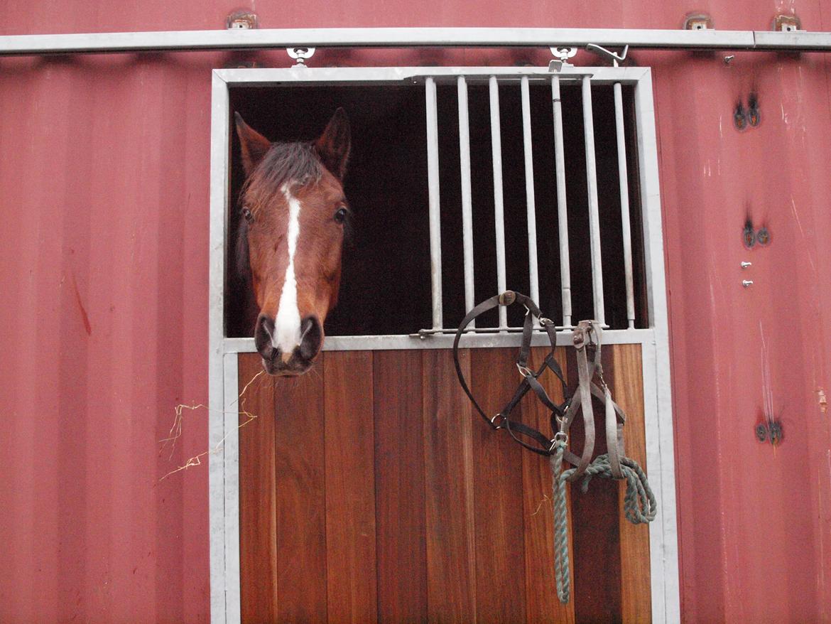 New Forest Zachos Charlie - Jeg kaldte på han så kom han frem :) 2012 billede 6