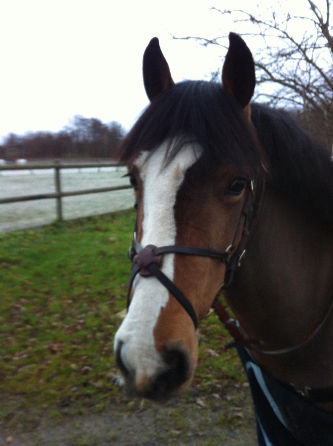 Irsk Sportspony My Irish Spirit - Søøøde pony  billede 4