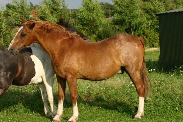 Lipizzaner †Sokrates Neapolitano† - Sommer 09 billede 16