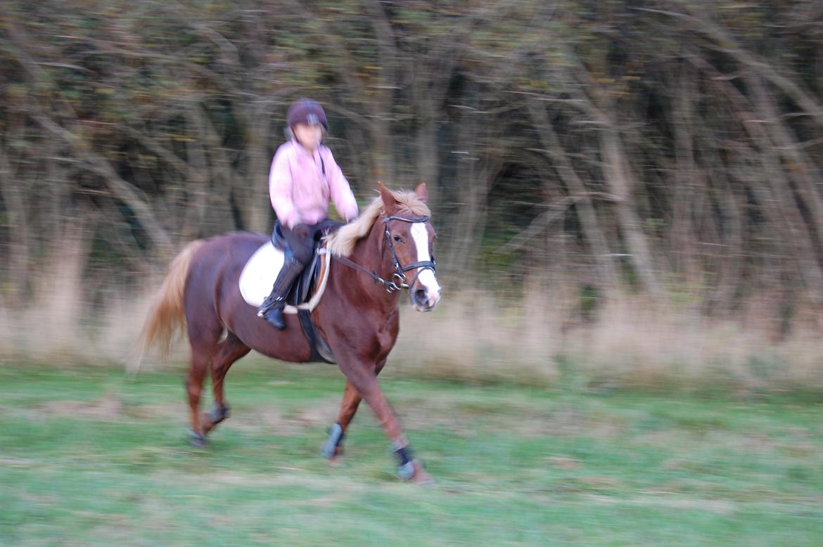 Anden særlig race cassiopeia billede 2