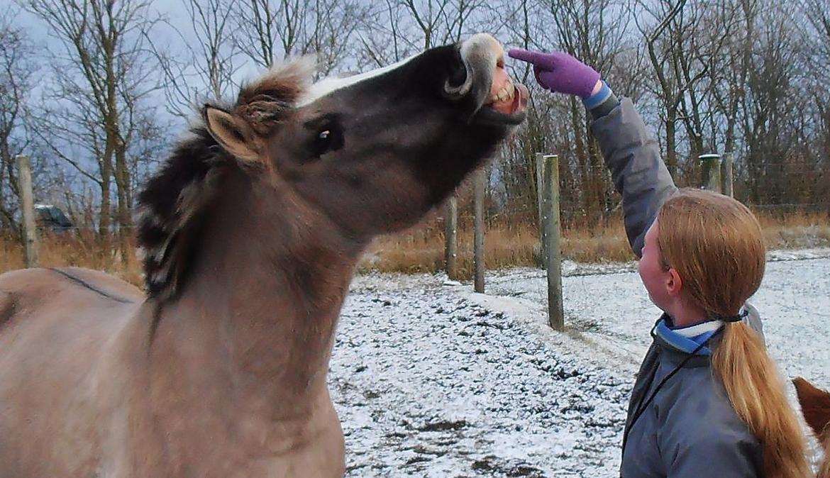 Anden særlig race Blakken - ''Det du leger ind i hesten, vil den frivilligt gøre igen. Det du tvinger ind i den, skal du tvinge den til at gøre igen'' billede 6