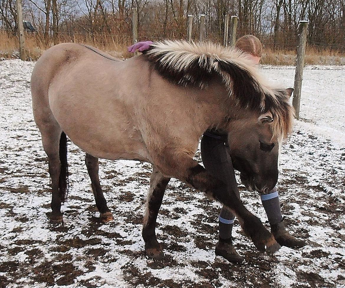 Anden særlig race Blakken - ''En god hestetræner kan få hesten til at gøre alt,
 
en fremragende hestetræner kan få hesten til selv at ønske det''
 billede 11