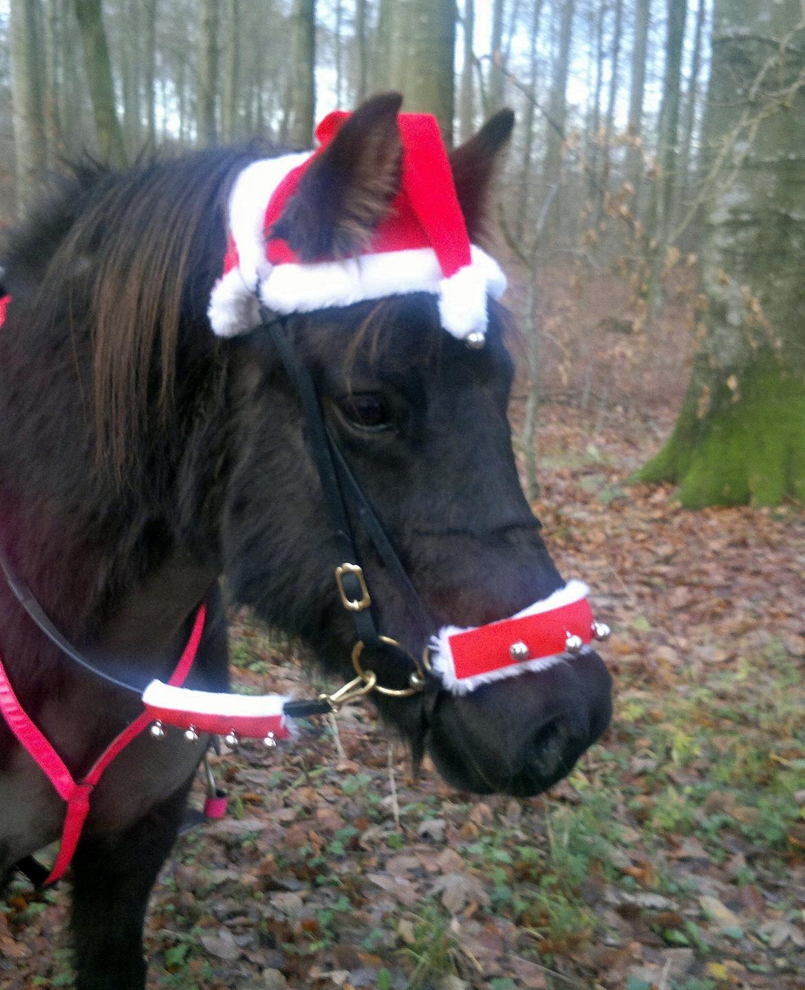 Islænder Mýsla - Mýsla julemule billede 1