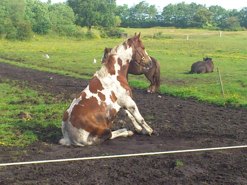 Pinto Casino Royal - Casino sad lidt som en hund da jeg kom ud for at hente ham en formiddag, 5 min. forinden lå han og sov meget tungt :-) <3 billede 19