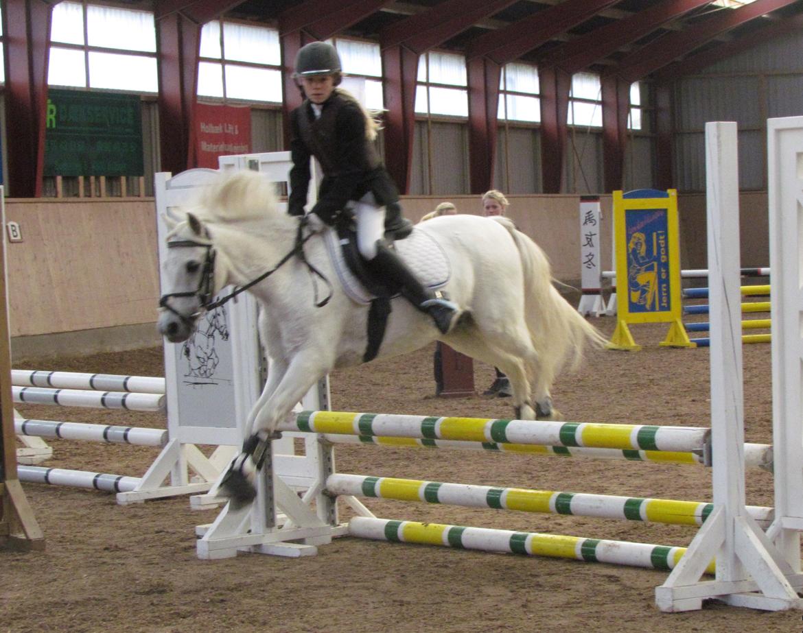Welsh Pony (sec B) Shadow billede 16