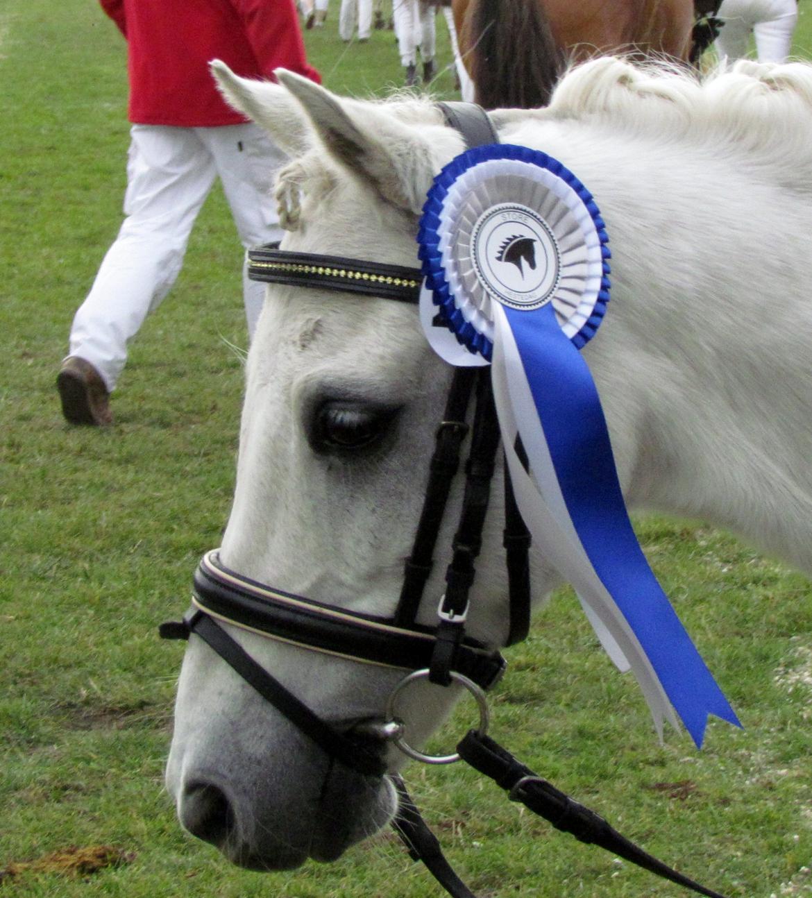 Welsh Pony (sec B) Shadow billede 17