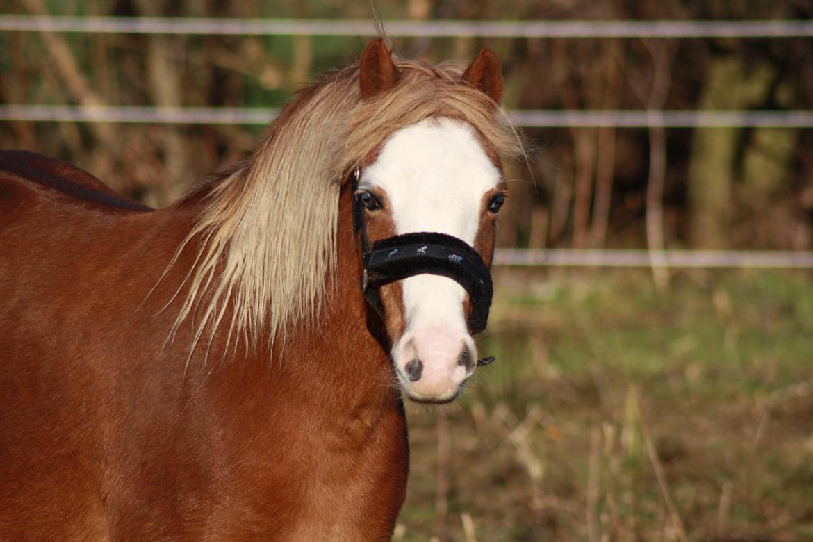 Welsh Mountain (sec A) Ceulan Romany billede 20