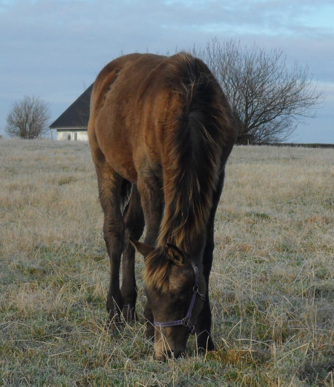 Anden særlig race Klitgaards Maximilian*R.I.P* - 1 Dec 2012 billede 38