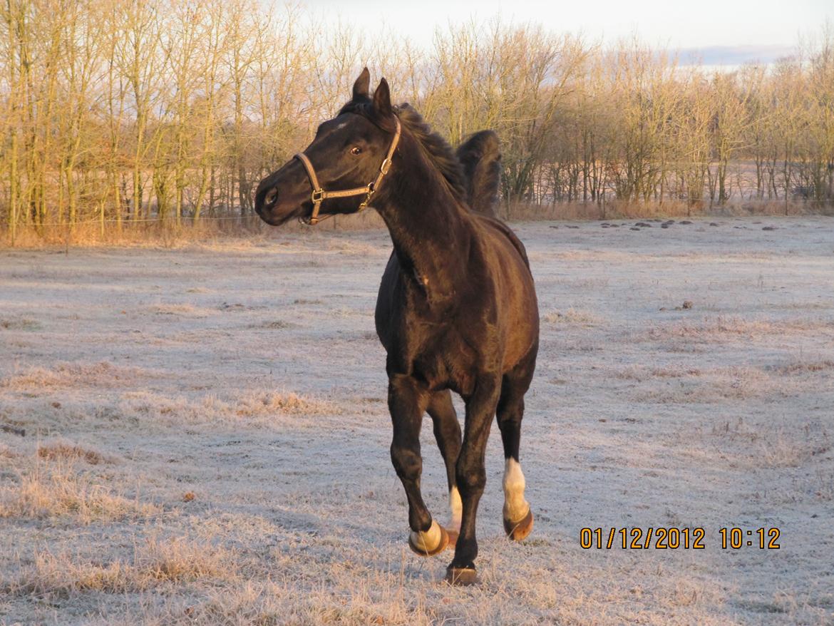 Anden særlig race Colardo - 1. dec 2012. lækker frostmorgen billede 21