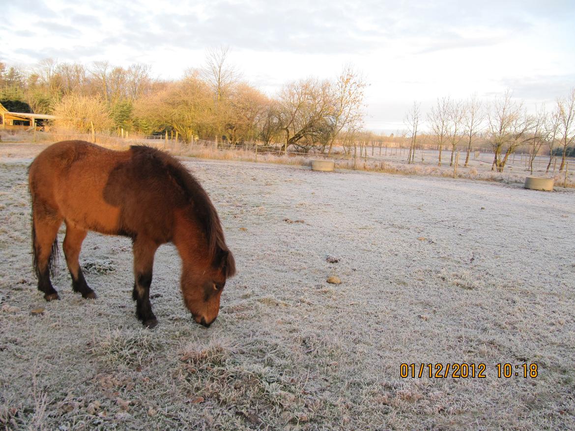 Islænder Gandur fra Heden - 1 dec 2012  billede 15