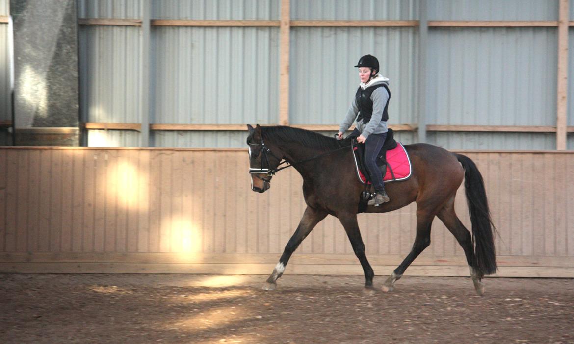 Dansk Varmblod Bukkerups Aiko - Manse er blevet dressurhest | Foto: Jens Sørensen, 1. December 2012 billede 3
