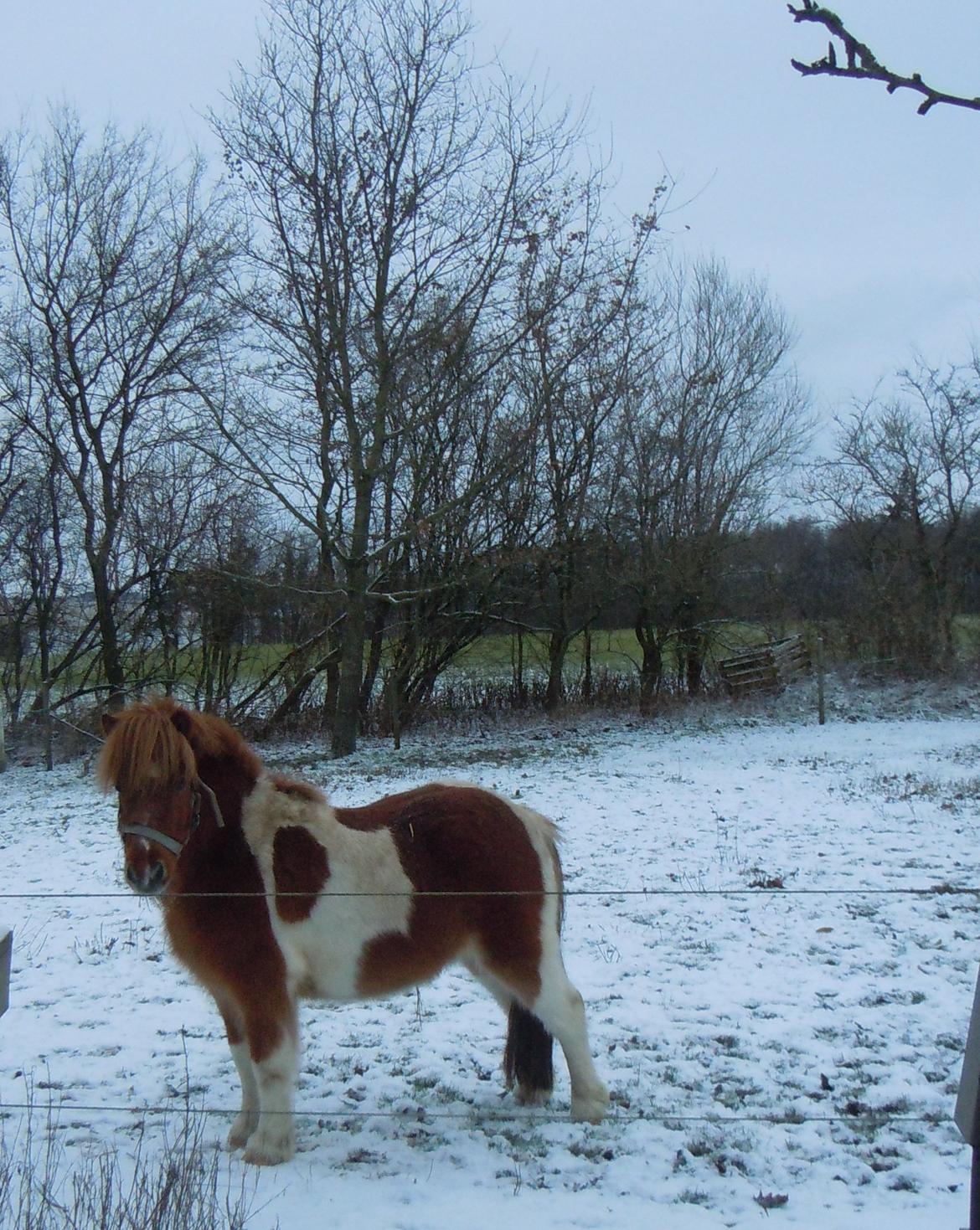 Anden særlig race Hugo - Vinter billede 1. december 2012<3<3 billede 5