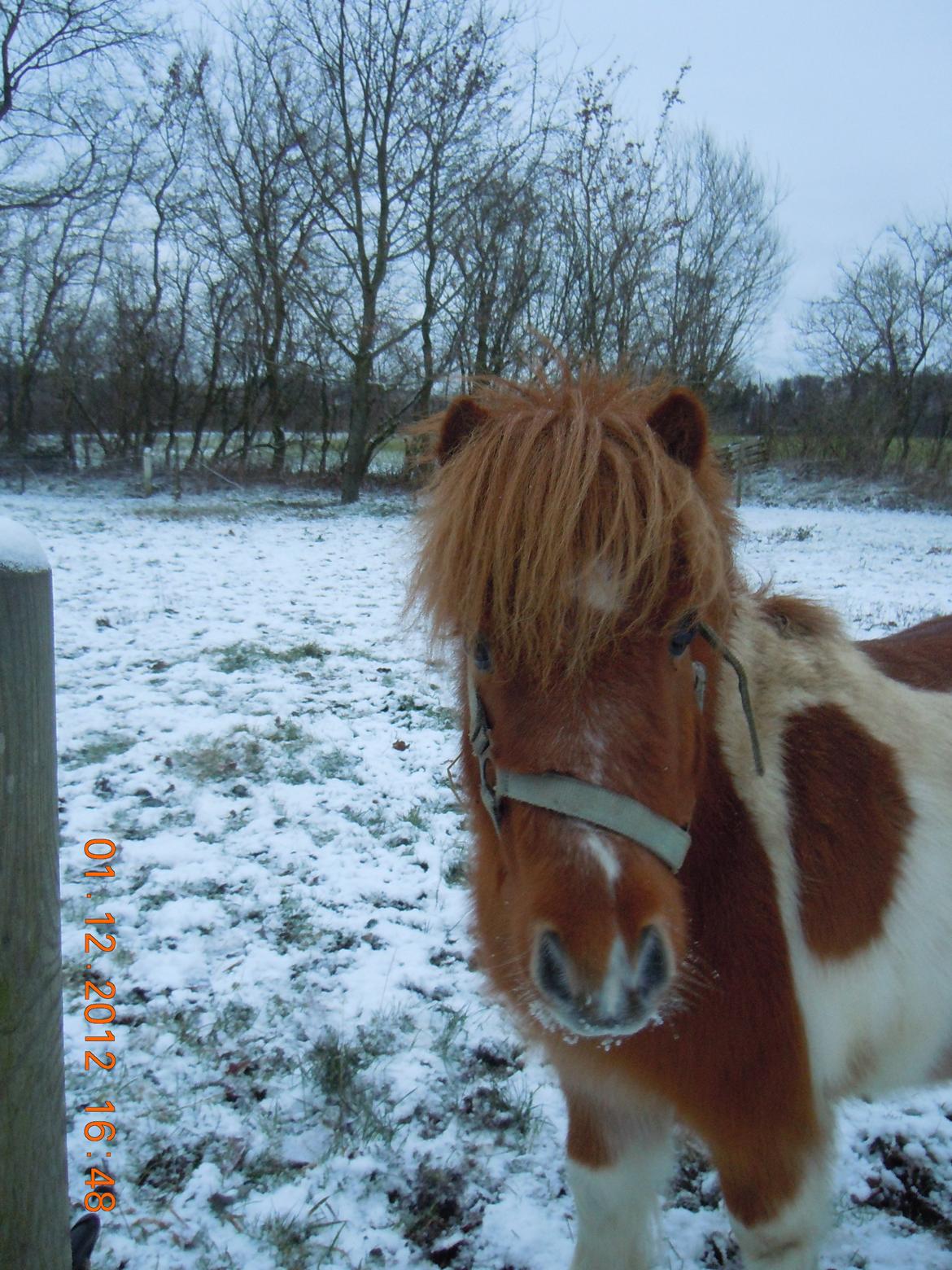 Anden særlig race Hugo - Vinter billeder 1. december 2012<3<3 billede 4