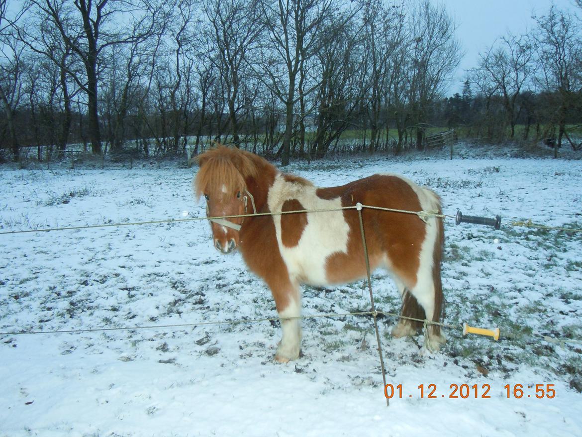 Anden særlig race Hugo billede 6