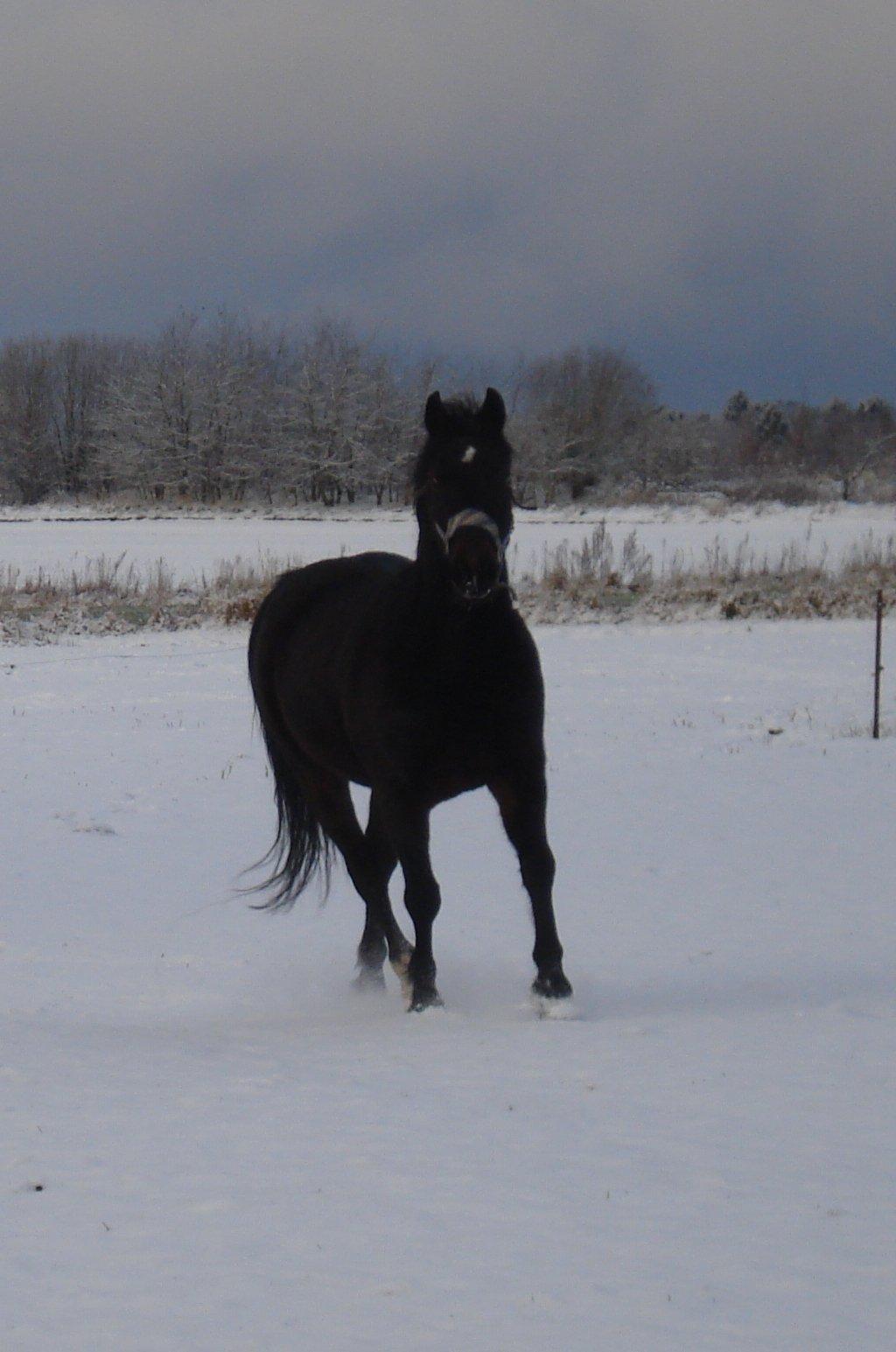 Anden særlig race Taura - Søøøde Taura kommer altid når man kalder <33 billede 10