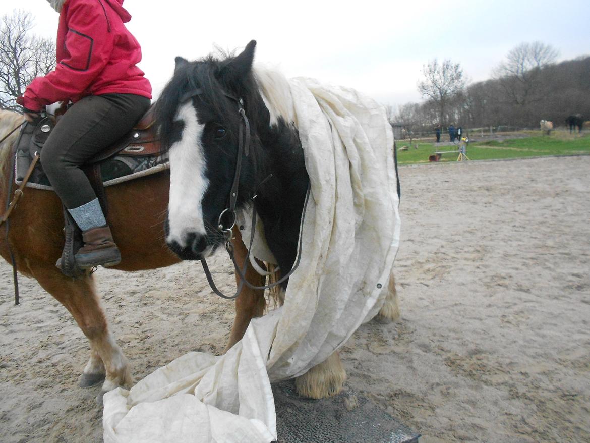 Irish Cob Plet (Hotspot<3) - Så dygtig ! :D <3 01.12.12  billede 17
