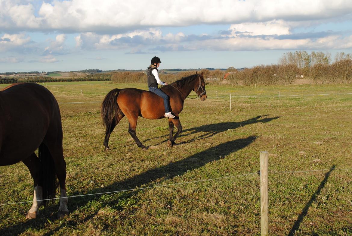 Anden særlig race Sleipner - i skridt kun i  og snor ta jer ikke af min opstilling jeg var leidt ked af fordi det her var sidstetur på ham fordi han skulle sælges og det er første gang vi rider uden hovdetøj og kun i grimen  billede 2