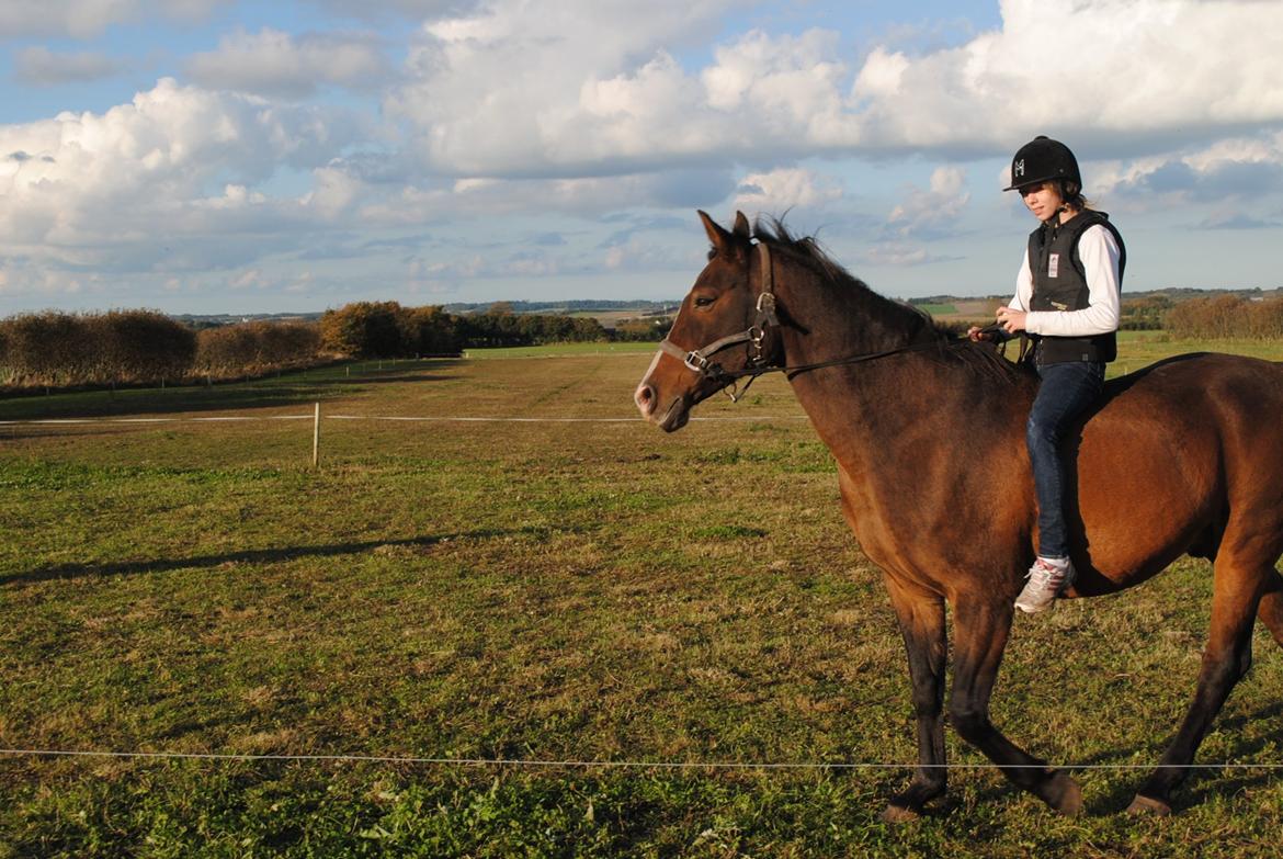 Anden særlig race Sleipner - i trav i grime og snor.-.-.-.-.-<3<3
 drømmer jeg? drømmer jeg om dig? for jeg vil aldirg glemme dig. åh nej, åh nej. når jeg vågen tænker jeg på dig, kun dig. tænker du på mig? jeg elsker dig <3
 billede 3